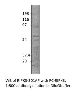 RIPK3 Rabbit anti-Bovine, Human, Non-human Primate, Porcine, Polyclonal,