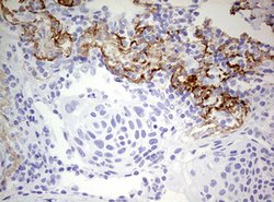 RIPK3 Mouse anti-Human, Clone: OTI2B10, lyophilized, TrueMAB 100 &mu;g;