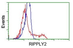 RIPPLY2 Monoclonal Antibody (OTI1B5), TrueMAB , OriGene:Antibodies:Primary