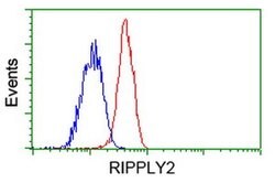 RIPPLY2 Monoclonal Antibody (OTI1B5), TrueMAB , OriGene 30 &mu;L; Unconjugated:Antibodies,