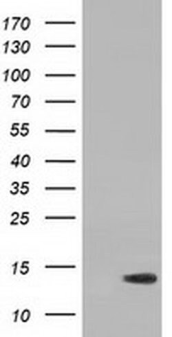RIPPLY2 Monoclonal Antibody (OTI1B5), TrueMAB , OriGene:Antibodies:Primary