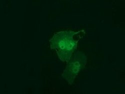RIT2 Mouse anti-Human, Clone: OTI1G2, lyophilized, TrueMAB 100 &mu;g; Unconjugated:Antibodies,