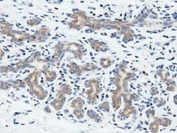 RIT2 Monoclonal Antibody (OTI3F4), TrueMAB , OriGene 30 &mu;L; Unconjugated:Antibodies,