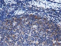 RIT2 Monoclonal Antibody (OTI3F4), TrueMAB , OriGene 30 &mu;L; Unconjugated:Antibodies,