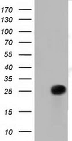 RIT2 Monoclonal Antibody (OTI4B5), TrueMAB , OriGene 30 &mu;L; Unconjugated:Antibodies,