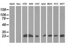 RIT2 Monoclonal Antibody (OTI3F4), TrueMAB , OriGene 30 &mu;L; Unconjugated:Antibodies,