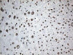 RLIM Mouse anti-Human, Clone: OTI2D7, liquid, TrueMAB 100 &mu;L | Buy Online | OriGene | Fisher Scientific