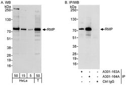 RMP Rabbit anti-Human, Polyclonal, Bethyl Laboratories 100 &mu;L; Unconjugated:Antibodies,
