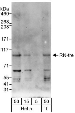 RN-tre Rabbit anti-Human, Polyclonal, Bethyl Laboratories 100 &mu;L; Unconjugated:Antibodies,