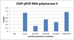 RNA Polymerase II Rabbit anti-Human, Polyclonal, Bethyl Laboratories 100