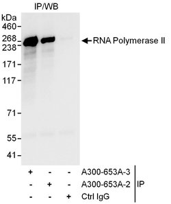 RNA Polymerase II Rabbit anti-Human, Mouse, Polyclonal, Bethyl Laboratories
