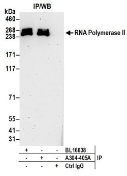 RNA Polymerase II Rabbit anti-Human, Polyclonal, Bethyl Laboratories 100