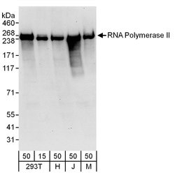 RNA Polymerase II Rabbit anti-Human, Mouse, Polyclonal, Bethyl Laboratories