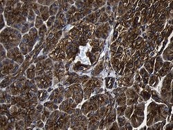 RNASE11 Monoclonal Antibody (OTI2C11), TrueMAB , OriGene 100 &mu;L; Unconjugated:Antibodies,