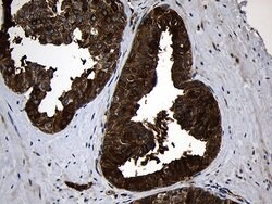 RNASE11 Monoclonal Antibody (OTI2C11), TrueMAB , OriGene:Antibodies:Primary