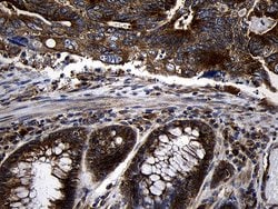 RNASE11 Monoclonal Antibody (OTI2C11), TrueMAB , OriGene 100 &mu;L; Unconjugated:Antibodies,