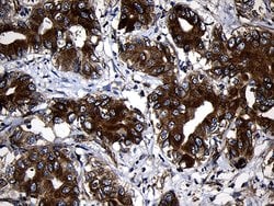 RNASE11 Monoclonal Antibody (OTI2C11), TrueMAB , OriGene 100 &mu;L; Unconjugated:Antibodies,
