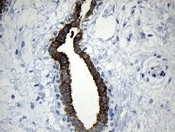 RNASE11 Monoclonal Antibody (OTI2B8), TrueMAB , OriGene 100 μL; Unconjugated:Antibodies,