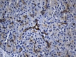 RNASE11 Monoclonal Antibody (OTI2B8), TrueMAB , OriGene 100 μL; Unconjugated:Antibodies,