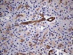 RNASE11 Mouse anti-Human, Clone: OTI1D10, lyophilized, TrueMAB 100 &mu;g;