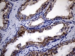 RNASE11 Monoclonal Antibody (OTI1D10), TrueMAB , OriGene 100 &mu;L; Unconjugated:Antibodies,