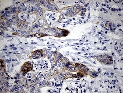 RNASE11 Monoclonal Antibody (OTI1D10), TrueMAB , OriGene 100 &mu;L; Unconjugated:Antibodies,