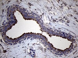 RNASE11 Monoclonal Antibody (OTI11E11), TrueMAB , OriGene 100 &mu;L; Unconjugated:Antibodies,