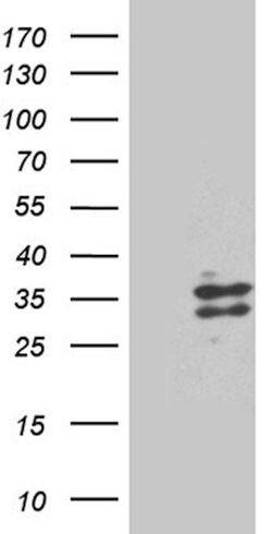 RNASE9 Mouse anti-Human, Clone: OTI4F12, lyophilized, TrueMAB 100 &mu;g | Buy Online | Origene Technologies | Fisher Scientific