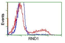 RND1 Mouse anti-Human, Clone: OTI1C3, lyophilized, TrueMAB 100 &mu;g; Unconjugated:Antibodies,