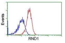 RND1 Mouse anti-Human, Clone: OTI1C3, lyophilized, TrueMAB 100 &mu;g; Unconjugated:Antibodies,
