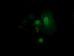 RND1 Mouse anti-Human, Clone: OTI1C3, lyophilized, TrueMAB 100 &mu;g; Unconjugated:Antibodies,