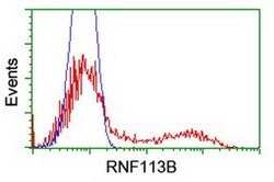 RNF113B Monoclonal Antibody (OTI2A6), TrueMAB , OriGene 100 &mu;L; Unconjugated:Antibodies,