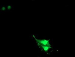 RNF113B Mouse anti-Human, Clone: OTI7A1, lyophilized, TrueMAB 100 &mu;g;
