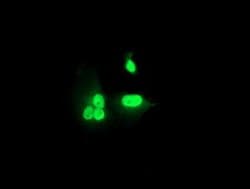 RNF113B Monoclonal Antibody (OTI1B10), TrueMAB , OriGene 30 &mu;L; Unconjugated:Antibodies,
