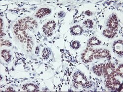 RNF113B Mouse anti-Human, Clone: OTI7A1, lyophilized, TrueMAB 100 &mu;g;