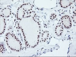 RNF113B Mouse anti-Human, Clone: OTI7A1, lyophilized, TrueMAB 100 &mu;g;