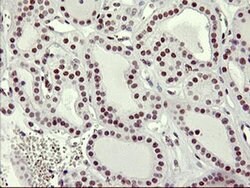 RNF113B Monoclonal Antibody (OTI1B10), TrueMAB , OriGene 30 &mu;L; Unconjugated:Antibodies,