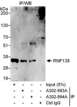 RNF138 Rabbit anti-Human, Mouse, Polyclonal, Bethyl Laboratories 10 &mu;L;