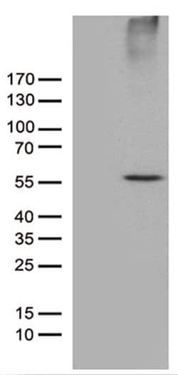 RNF14 Monoclonal Antibody (OTI3A4), TrueMAB , OriGene:Antibodies:Primary