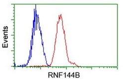 RNF144B Mouse anti-Human, Clone: OTI11F4, lyophilized, TrueMAB 100 &mu;g;