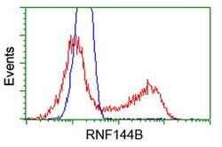 RNF144B Mouse anti-Human, Clone: OTI1G5, lyophilized, TrueMAB 100 &mu;g;