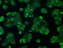RNF144B Mouse anti-Human, Clone: OTI3C2, lyophilized, TrueMAB 100 &mu;g;