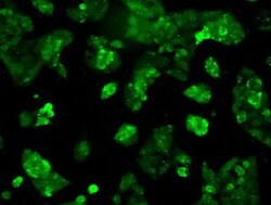 RNF144B Mouse anti-Human, Clone: OTI7H2, lyophilized, TrueMAB 100 &mu;g;