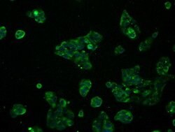 RNF144B Mouse anti-Human, Clone: OTI1G5, lyophilized, TrueMAB 100 &mu;g;