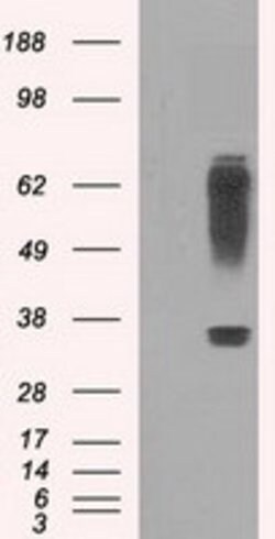 RNF144B Mouse anti-Human, Clone: OTI9H10, lyophilized, TrueMAB 100 &mu;g | Buy Online | Origene Technologies | Fisher Scientific