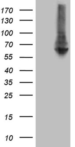 RNF149 Mouse anti-Human, Clone: OTI9F11, liquid, TrueMAB 100 &mu;L; Unconjugated:Antibodies,