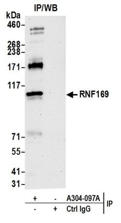 RNF169 Rabbit anti-Human, Polyclonal, Bethyl Laboratories 10 &mu;L; Unconjugated:Antibodies,