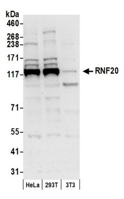 RNF20 Polyclonal Antibody, Bethyl Laboratories 20 &mu;L; Unconjugated:Antibodies,