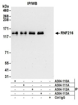 RNF216 Rabbit anti-Human, Polyclonal, Bethyl Laboratories 100 &mu;L; Unconjugated:Antibodies,