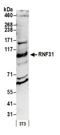 RNF31 Polyclonal Antibody, Bethyl Laboratories 20 &mu;L; Unconjugated:Antibodies,